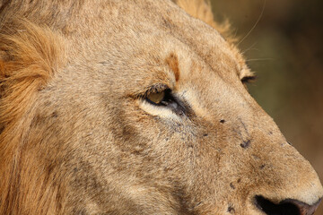Fototapeta premium Afrikanischer Löwe / African lion / Panthera leo.