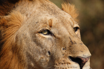 Afrikanischer Löwe / African lion / Panthera leo.