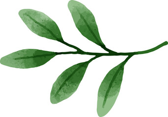 Leaves Watercolor Illustration