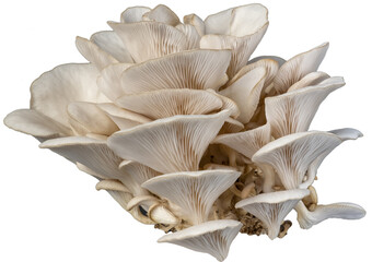 isolated oyster mushroom cutout on transparent background. © tanarch