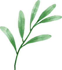 Leaves Watercolor Illustration