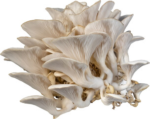 isolated oyster mushroom cutout on transparent background. © tanarch
