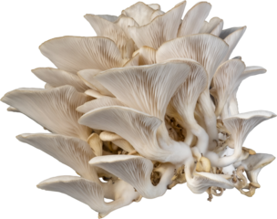 isolated oyster mushroom cutout on transparent background.