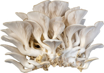 isolated oyster mushroom cutout on transparent background.