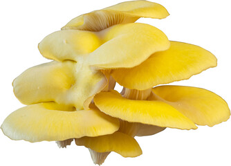 isolated oyster mushroom cutout on transparent background. © tanarch