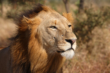 Afrikanischer Löwe / African lion / Panthera leo.