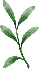 Leaves Watercolor Illustration