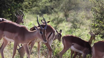 Impalas, which are herbivorous artiodactyl mammals, and the antelopes of the African savannah of South Africa, which cross paths on tourist safaris.