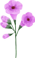 Fototapeta premium Watercolor Flower Illustration