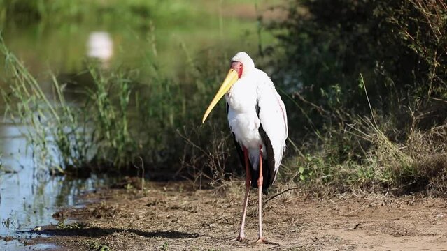Famous African tantalus or yellow-billed stork enjoying the African savannah of South Africa, it is an animal similar to storks and very attractive for safaris.