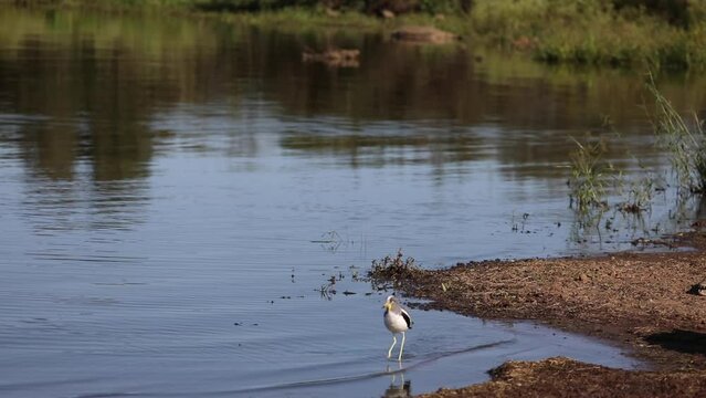 Famous African tantalus or yellow-billed stork walking on the lake or river of the African savannah of South Africa, it is an animal similar to storks and very attractive for safaris.