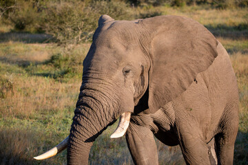 Fototapeta na wymiar The African elephant is the largest mammal in the world and one of the five big African elephants that live the wildlife of the African savannah of South Africa and is the star of safaris.