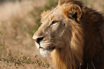 Afrikanischer Löwe / African lion / Panthera leo.