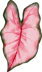 Monstera plant leaf watercolor