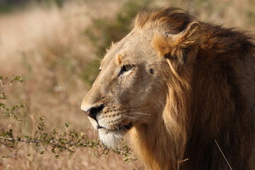 Afrikanischer Löwe / African lion / Panthera leo.