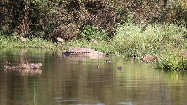 Crocodile and birds enjoying the lake and river of the African savannah in South Africa, these waters are very dangerous and crocodiles are very difficult to see on safari.