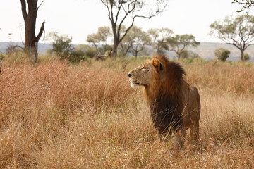 Fototapeta premium Afrikanischer Löwe / African lion / Panthera leo.