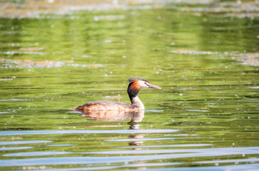 The waterfowl bird Great Crested Grebe swimming in the calm lake