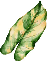 Naklejka premium Monstera plant leaf watercolor