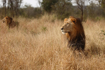 Afrikanischer Löwe / African lion / Panthera leo.