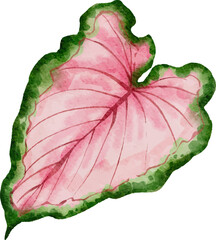 Obraz premium Monstera plant leaf watercolor