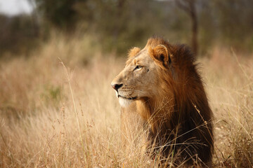 Fototapeta na wymiar Afrikanischer Löwe / African lion / Panthera leo.