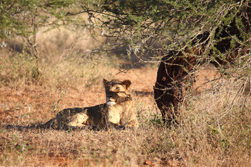 Afrikanischer Löwe / African lion / Panthera leo.