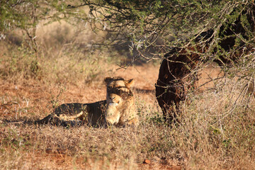 Afrikanischer Löwe / African lion / Panthera leo.