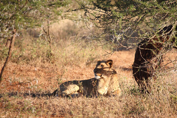 Afrikanischer Löwe / African lion / Panthera leo.