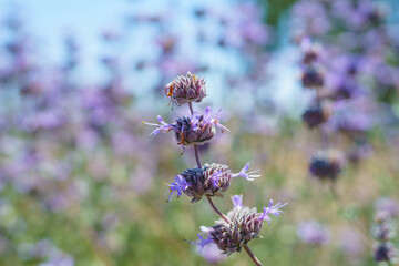 Cleveland Sage, Salvia clevelandii, beautiful, highly aromatic species of sage, native to the California, close-up with clear blue sky