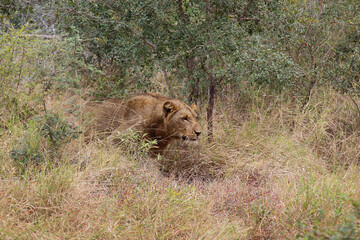 Afrikanischer Löwe / African lion / Panthera leo.