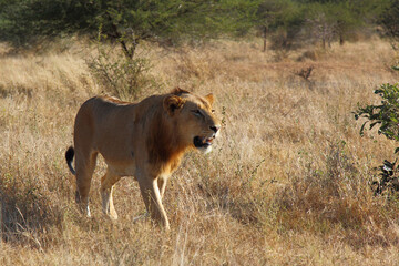 Afrikanischer Löwe / African lion / Panthera leo.