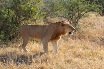 Afrikanischer Löwe / African lion / Panthera leo.