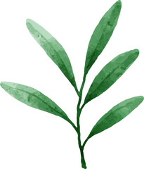 Hand painted watercolor leaves