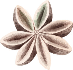 Watercolor dried anise