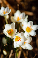 spring flowers in the garden