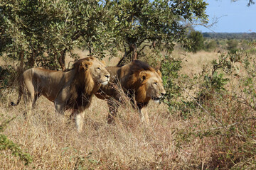 Afrikanischer Löwe / African lion / Panthera leo.