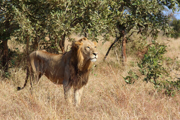 Afrikanischer Löwe / African lion / Panthera leo.