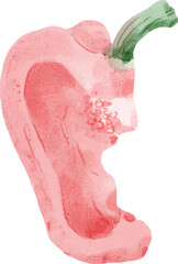 Red Bell Pepper Watercolor