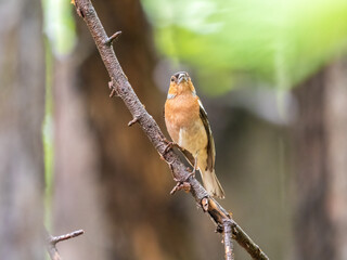 Common chaffinch, Fringilla coelebs, sits on a branch in spring on green background. Common chaffinch in wildlife.