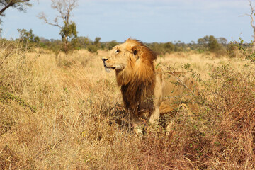 Afrikanischer Löwe / African lion / Panthera leo.