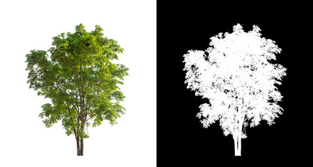 Tree on transparent picture background with clipping path, single tree with clipping path and alpha channel