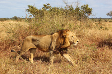 Afrikanischer Löwe / African lion / Panthera leo.