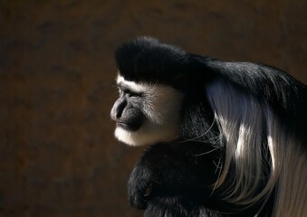 哲学者のように考えるアビシニアコロブスの横顔