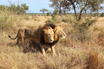 Afrikanischer Löwe / African lion / Panthera leo.
