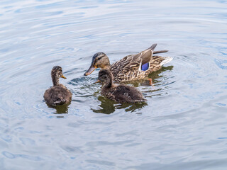 A family of ducks, a duck and its little ducklings are swimming in the water. The duck takes care of its newborn ducklings. Mallard, lat. Anas platyrhynchos
