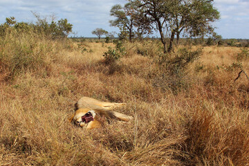 Afrikanischer Löwe / African lion / Panthera leo.