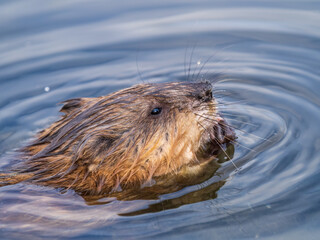Muskrat, Ondatra zibethicuseats swiming at the surface of the lake water.