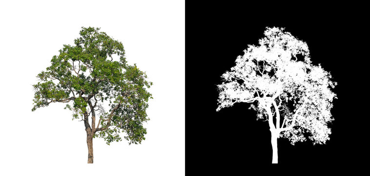 Tree on transparent picture background with clipping path, single tree with clipping path and alpha channel on black background