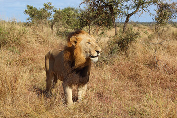Obraz na płótnie Canvas Afrikanischer Löwe / African lion / Panthera leo.